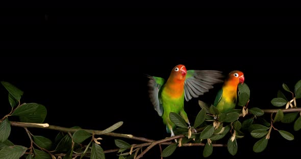 Fischer's Lovebird, agapornis fischeri, Pair standing on Branch, taking off, in flight