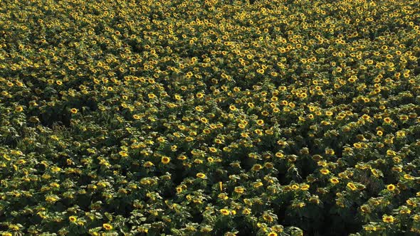 Top View of a Field of Flowering Sunflowers on the Background of Sunset