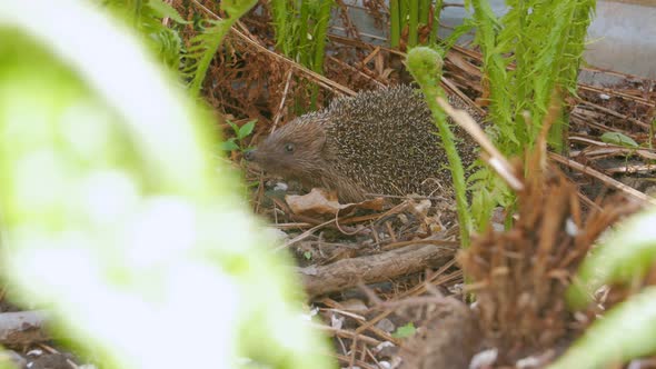 The Animal Hunts In The Garden