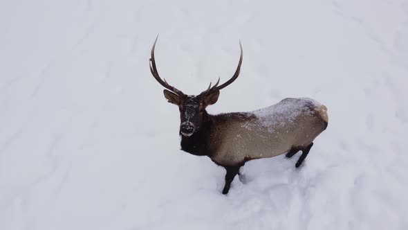 elk bull closeup aerial winter