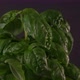 Basil Plant Rotating On Black Background With Water Mist Being Sprayed - VideoHive Item for Sale