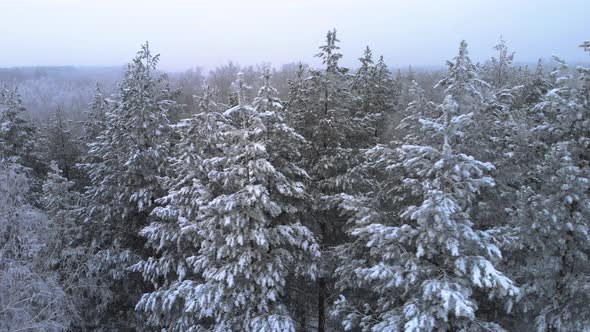 Fly over the winter forest