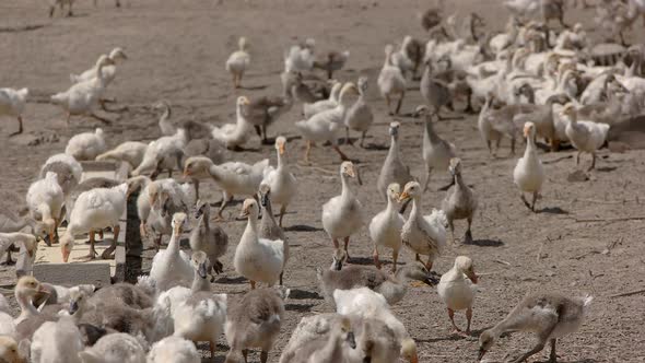 Geese Eat From Trough.