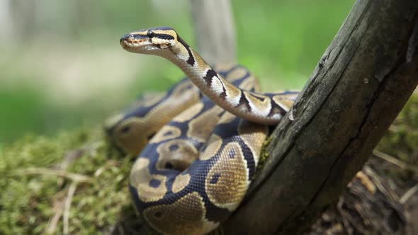 Royal Python or Python Regius on Wooden Snag