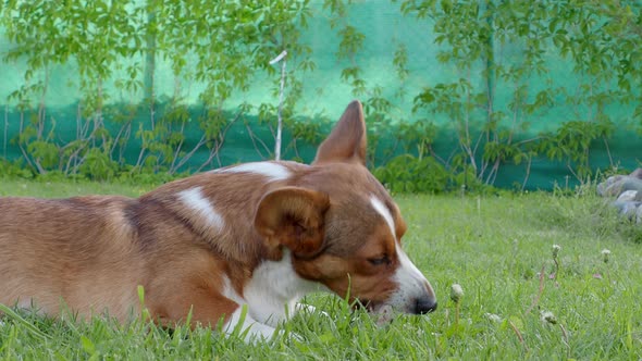 Puppy Welsh Corgi cardigan is lying on the grass. A pet. A beautiful thoroughbred dog.