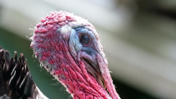 Shooting close up of red turkey head, turkey bird. Slow motion