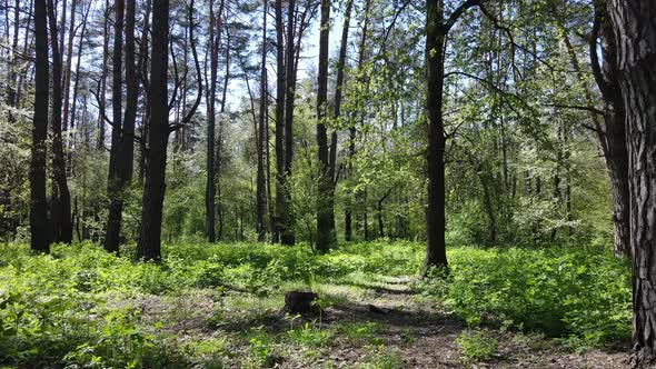 Green Forest During the Day Aerial View