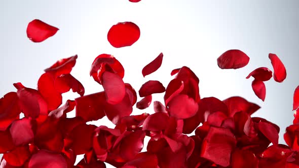 Super Slow Motion Shot of Real Red Rose Petals Explosion on White Background at 1000 Fps