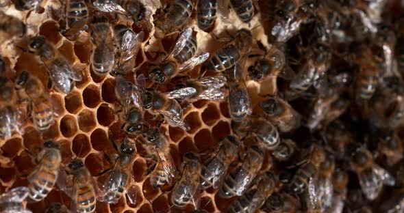 |European Honey Bee, apis mellifera, Black Bees on a wild Ray