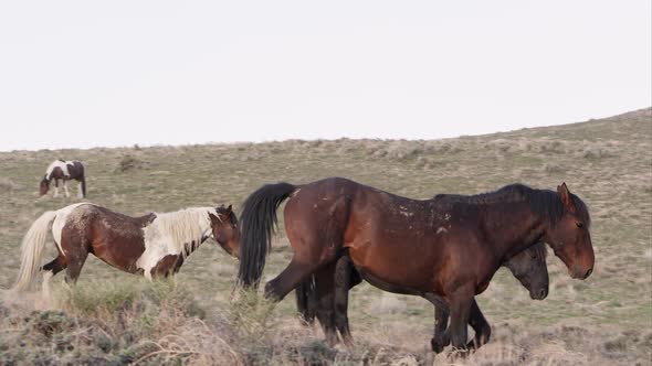 Group of wild horses walking down a hill.