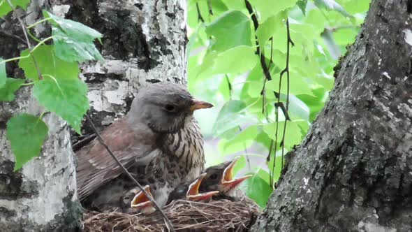 View of a Female Thrush That Sits on Nestlings with Open Beaks in the Nest and Warms Them in the