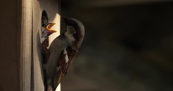 House sparrow eating on a birdfeeder