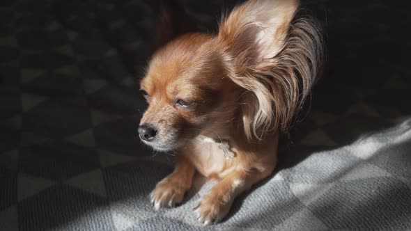 Adorable Funny Longhair Chihuaha Dog Sleeps on Plaid