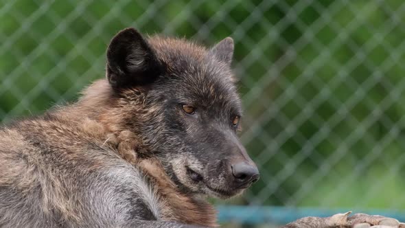 A Gray Wolf Sleeps and Then Looks at the Camera
