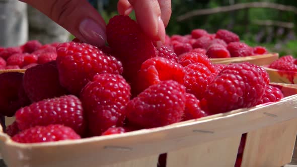 Hand Takes a Ripe Juicy Raspberry From the Wicker Basket Outdoors