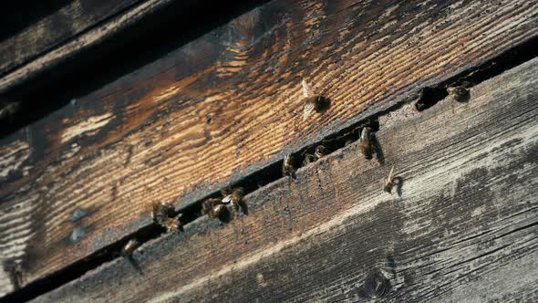 Honey Bees Flying Around Hive On Sunny Day