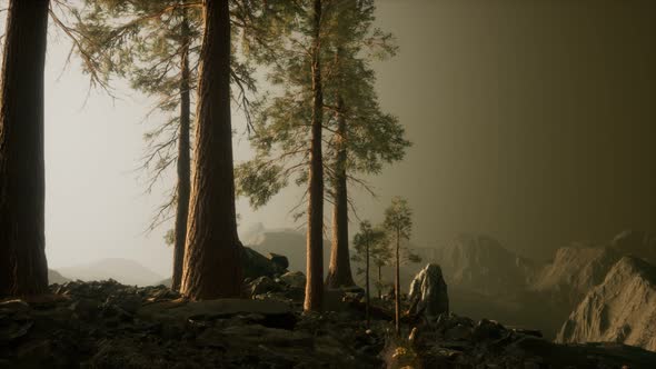 Trees in Fog in Mountains alt