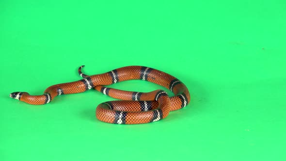 Sinaloan Milk Snake, Lampropeltis Triangulum Sinaloae, in Front on a Green Background Screen