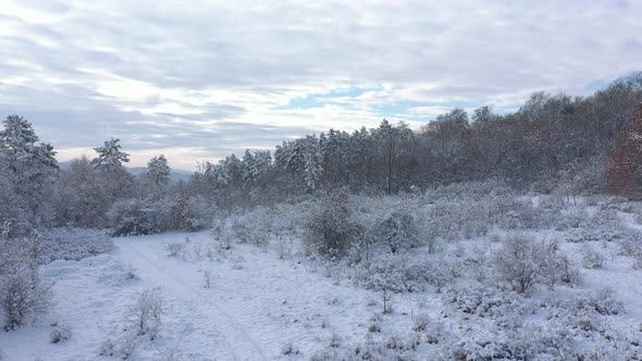 Descending over the hill with trees and vegetation under snow 4K aerial video