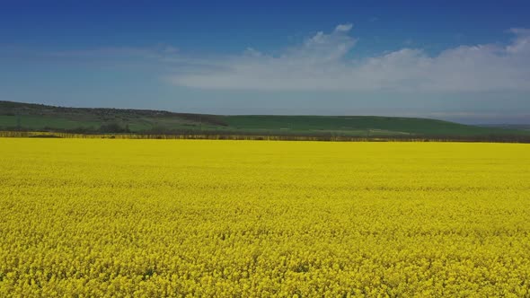 Flowering Rapeseed Yellow Field