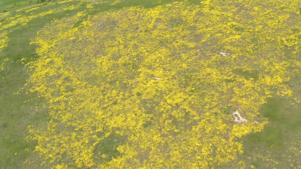 Golden color Alyssum Aurinia saxatilis flower bedding 4K aerial footage