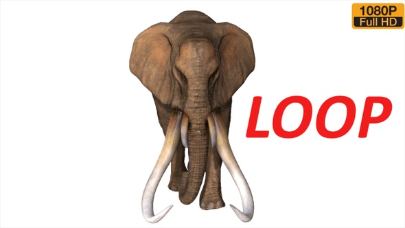 Elephant Walk Front Angle alt