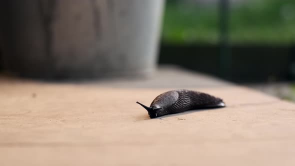 Vile Brown Spanish Slug Crawls on Concrete Floor Close Up View