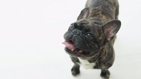 Funny French Bulldog Barking in Sunny Living Room