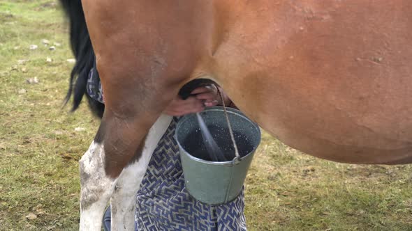 Natural Traditional Horse Milking