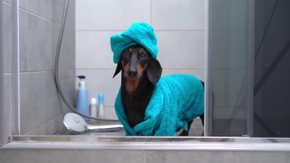 Adorable Dachshund in Blue Bathrobe and with Towel Wrapped Around Its Head Like a Turban Coming Out