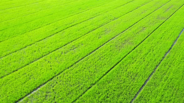 Aerial view of agriculture in rice fields for cultivation. Natural texture