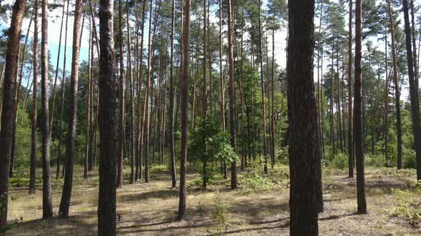 Natural Landscape in the Forest During the Day