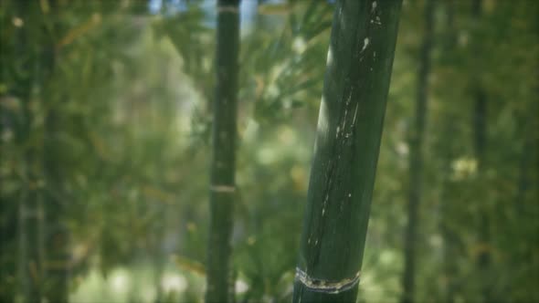 Green Bamboo Trees Forest Background