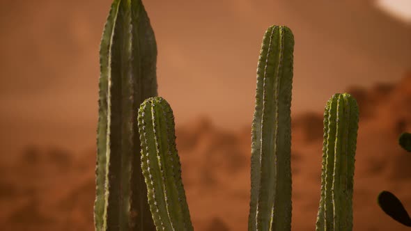 Arizona Desert Sunset with Giant Saguaro Cactus