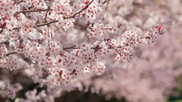 Beautiful Nature Scene with Blooming Apricot Tree at Sunny Day in Springtime