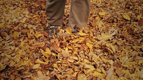 Closeup of Children's Feet Running on Yellow Leaves in a Beautiful Autumn Time