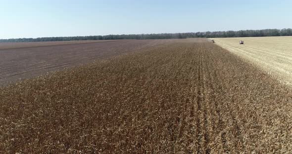 Combine harvester, harvest wheat on the field. Aerial drone view