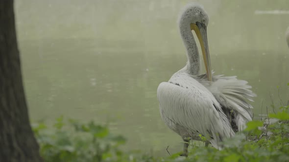 Pelican on the Lake. Close-up