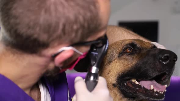 The veterinarian studies dog paws, the concept of health and treatment of pets. Modern animal clinic