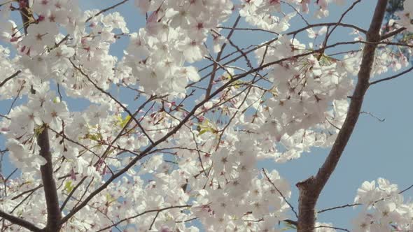 Slow motion close-up of cherry tree branches swaying in the breeze. The camera pans down the branche