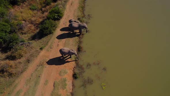 African Elephant And Calf Group Drinking In Savanna Bush lake, Aerial