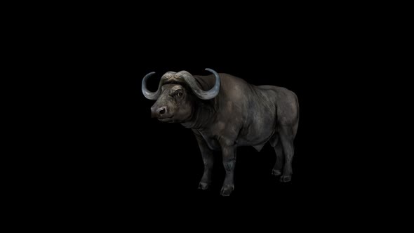 Buffalo Idle Front alt