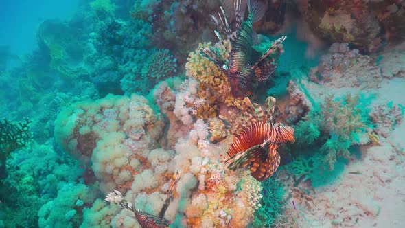 African Lionfish on Coral Reef