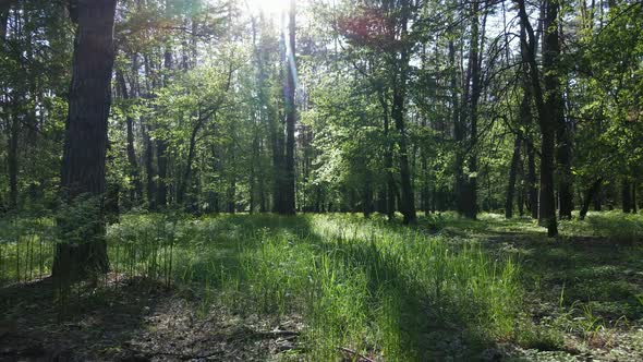 Wild Forest Landscape on a Summer Day