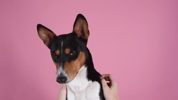 Basenji in the Studio on a Pink Background