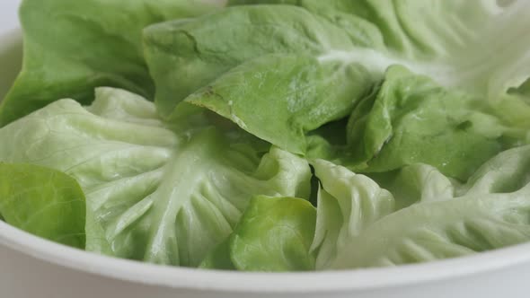 Green leaves of Lactuca sativa lettuce  4K footage