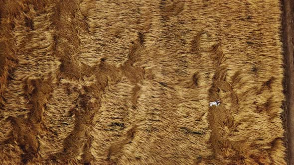 A Couple in Love Lies in a Field of Spikelets Aerial View