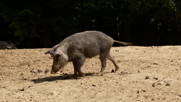 Wild boars walk through the forest. A flock of wild pigs is resting with their cubs.