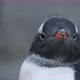 CU Gentoo Penguin (Pygoscelis papua) chick looking around / Cuverville Island, Antarctica - VideoHive Item for Sale