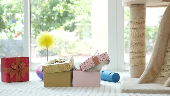 Cute Tabby Kitten Playing In A Gift Box With Christmas Decoration